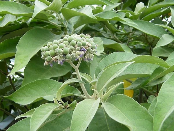 Noxious Weeds Auckland