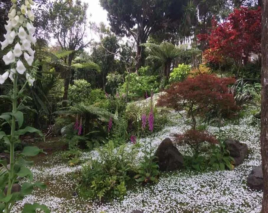 SUMMER GARDEN AUCKLAND